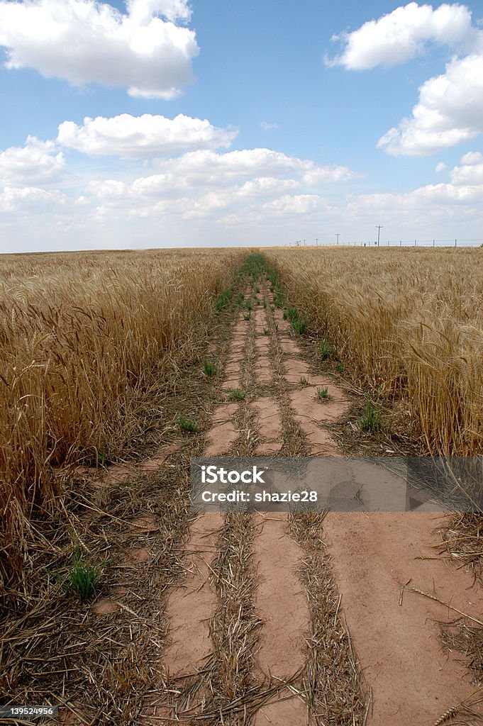 Caminho no campo de trigo - Foto de stock de Agricultura royalty-free