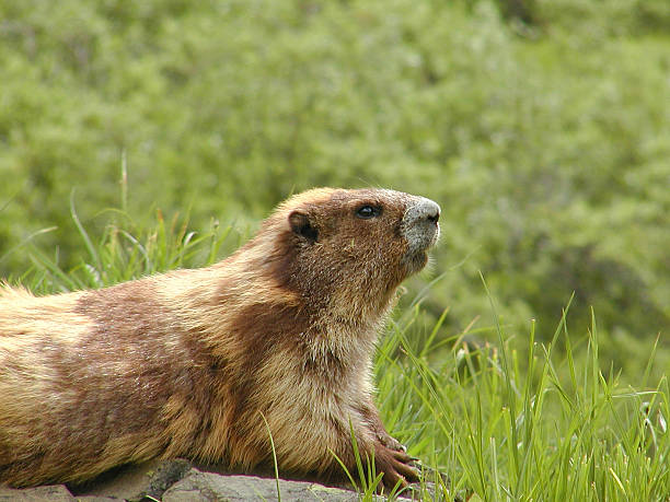 держа часы - olympic marmot стоковые фото и изображения