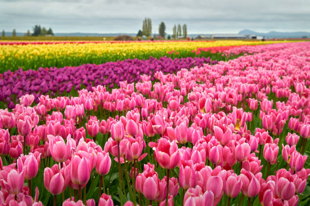 istock Skagit Valley Multicolored Tulip Field 1395250975