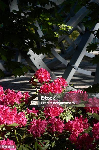 Fiori Di Ruota Di Carro - Fotografie stock e altre immagini di Composizione verticale - Composizione verticale, Davanti, Fiore