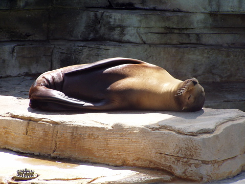 This is a picture of a seal basking in the sunlight on a warm Spring day in April 2005.