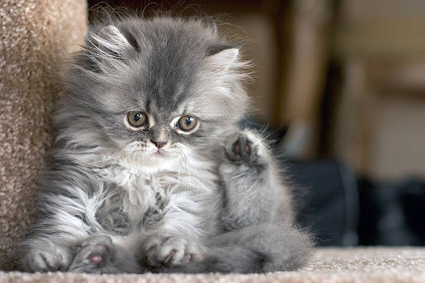 süße - animal fur domestic cat persian cat stock-fotos und bilder