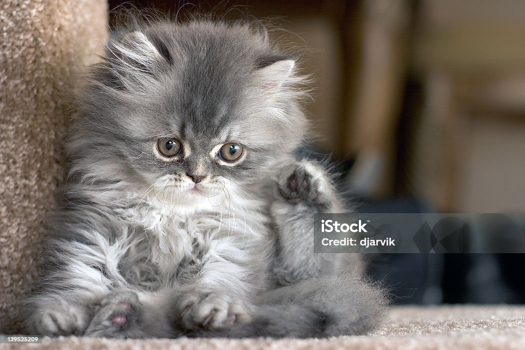 Close-up of a cute kitten resting on a step Persian Kitten Persian Cat Stock Photo