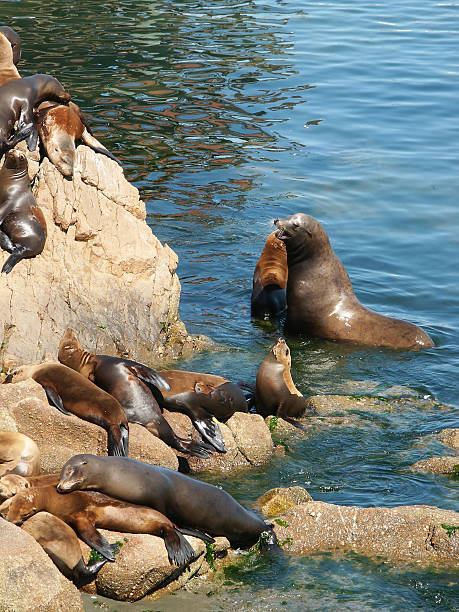 istock Sealions in the Monterey harbor 139525221