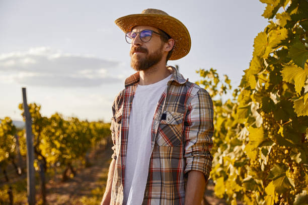 Bearded male farmer on vineyard stock photo