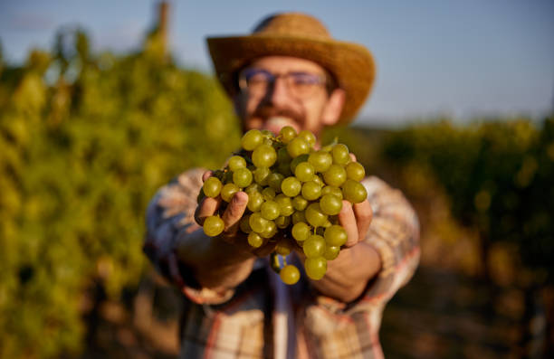 istock Male farmer showing grapes to camera 1395253604