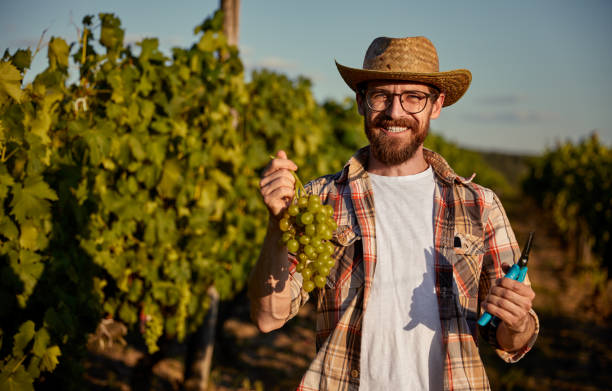 istock Happy winemaker showing harvested grapes 1395253606