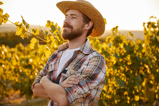 Self assured middle aged man in checkered shirt and straw hat crossing arms and looking away while standing near grapevine in autumn evening on farm