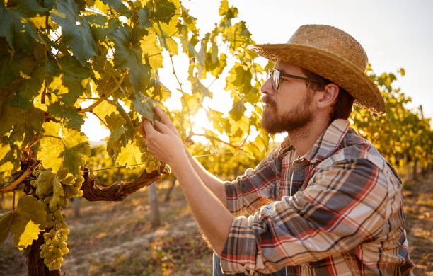istock Male farmer examining grape leaves 1395253620