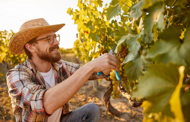 istock Cheerful farmer harvesting grapes in vineyard 1395253638