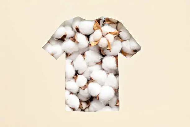 Photo of Paper cut t-shirt form filled with cotton flowers. Organic cotton production