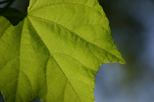 Leaf Adern – Foto