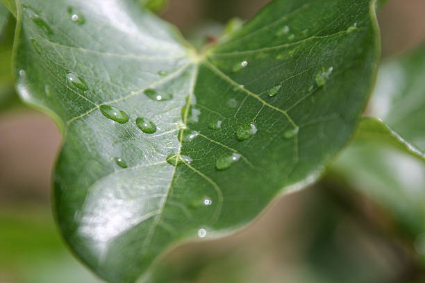 Wasser auf Blatt – Foto