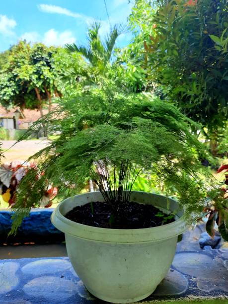 istock leafy green ornamental plant in pot 1395253917