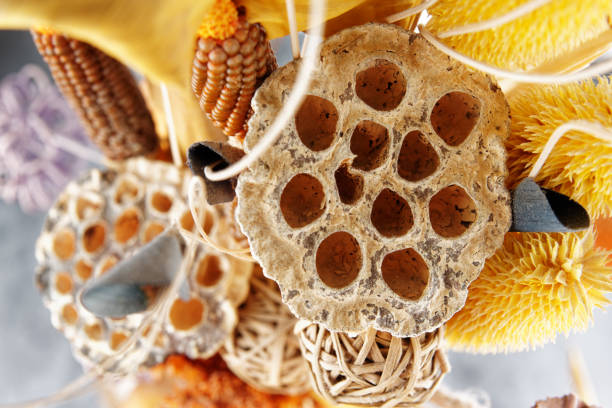 Dry lotus flower close-up, can be used as trypophobia concept