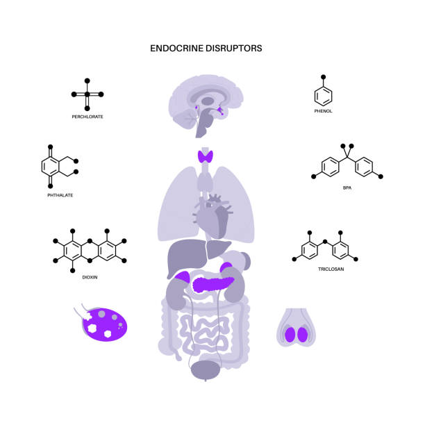 Endocrine disruptors poster Endocrine disruptors in human body. Adrenal glands, thyroid, parathyroid, ovary and pancreas in male and female. Pineal and pituitary glands in brain. Network of organs vector illustration persistent organic pollutants stock illustrations
