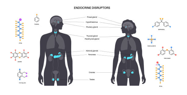 Endocrine disruptors poster Endocrine disruptors in human body. Adrenal glands, thyroid, parathyroid, ovary and pancreas in male and female silhouette. Pineal and pituitary glands in brain. Network of organs vector illustration male human anatomy diagram stock illustrations