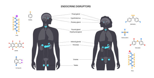 Endocrine disruptors poster Endocrine disruptors in human body. Adrenal glands, thyroid, parathyroid, ovary and pancreas in male and female silhouette. Pineal and pituitary glands in brain. Network of organs vector illustration persistent organic pollutants stock illustrations