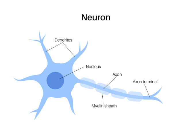 Neuron anatomy poster Anatomy of a neuron. Brain activity in the human body concept. Dendrites, nucleus, axon terminal and myelin sheath medical poster flat vector illustration for clinic or education. medulla stock illustrations