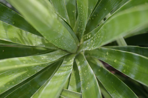 Wasser auf Palm – Foto