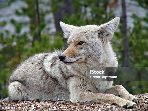 Coyote Stockfoto und mehr Bilder von Fotografie - Fotografie, Geschützte Naturlandschaft, Grau