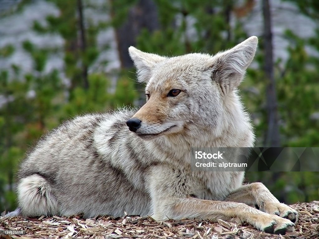 coyote - Foto de stock de Acostado libre de derechos