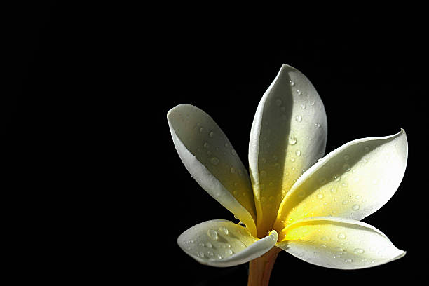 flor de frangipani - five petals - fotografias e filmes do acervo