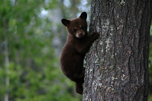 Black bear cub climbing a tree A black bear cub clings to a tree in Minnesota black bear cub stock pictures, royalty-free photos & images
