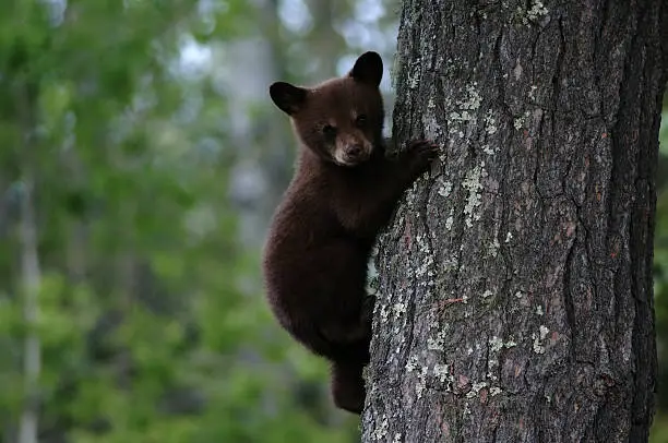 A black bear cub clings to a tree in Minnesota