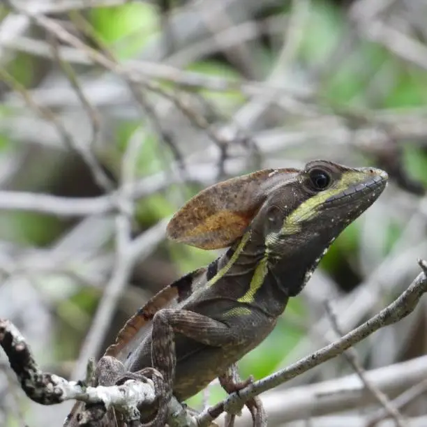A brown basilisk perched on a branch