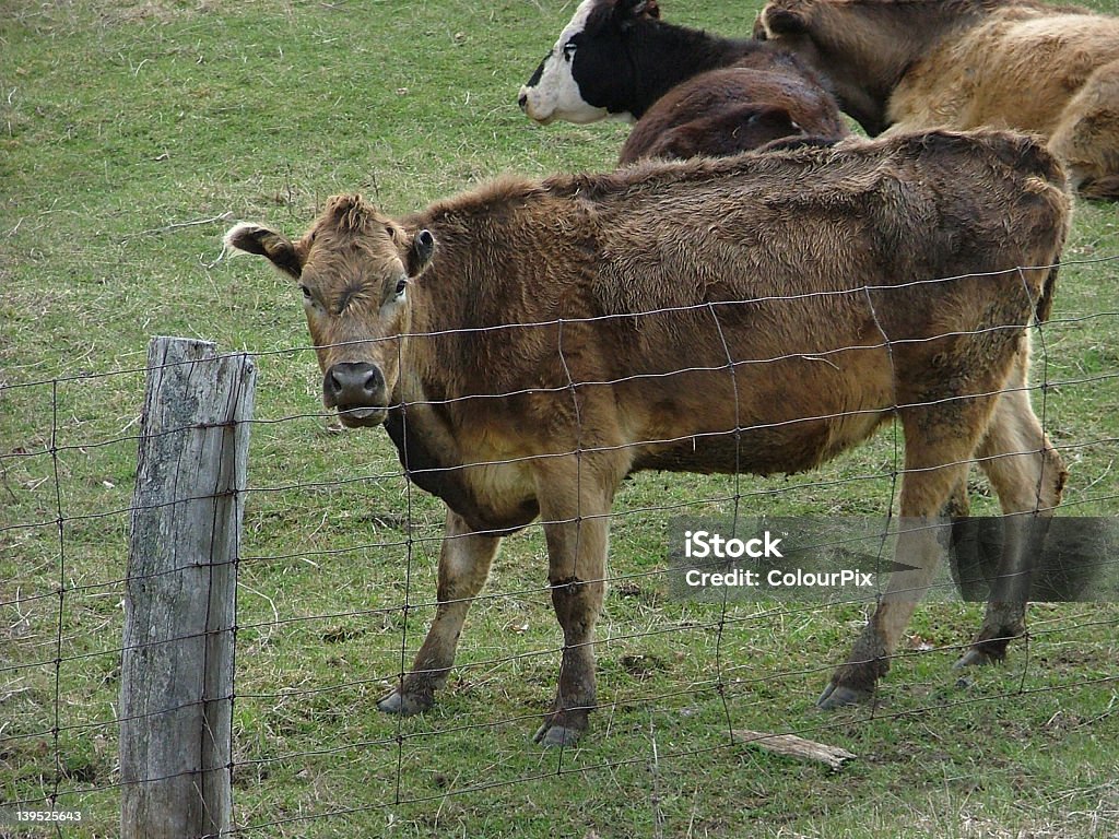 Cow1 - Photo de Animaux domestiques libre de droits