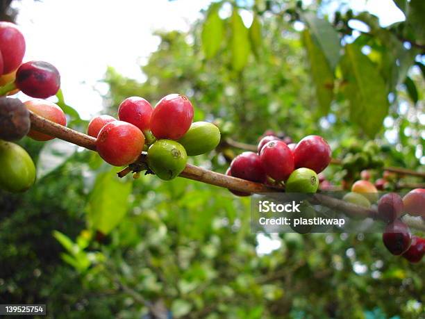 Photo libre de droit de Le Café banque d'images et plus d'images libres de droit de Café - Établissement de restauration - Café - Établissement de restauration, Colombie, Couleur verte