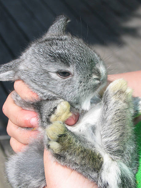 Baby Bunny stock photo