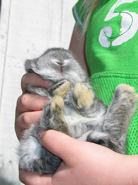 Baby Bunny (2) stock photo