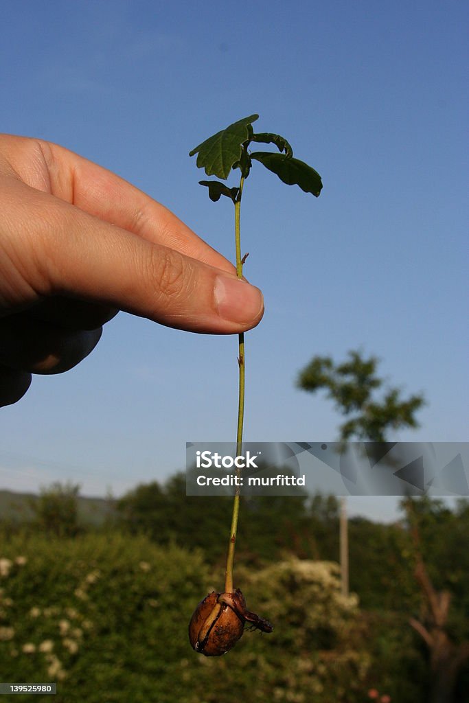 La mano e grande Oak - Foto stock royalty-free di Alberello