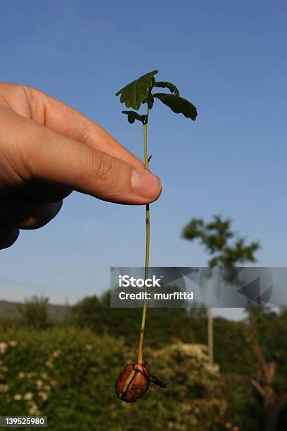 La Mano E Grande Oak - Fotografie stock e altre immagini di Alberello - Alberello, Albero, Composizione verticale