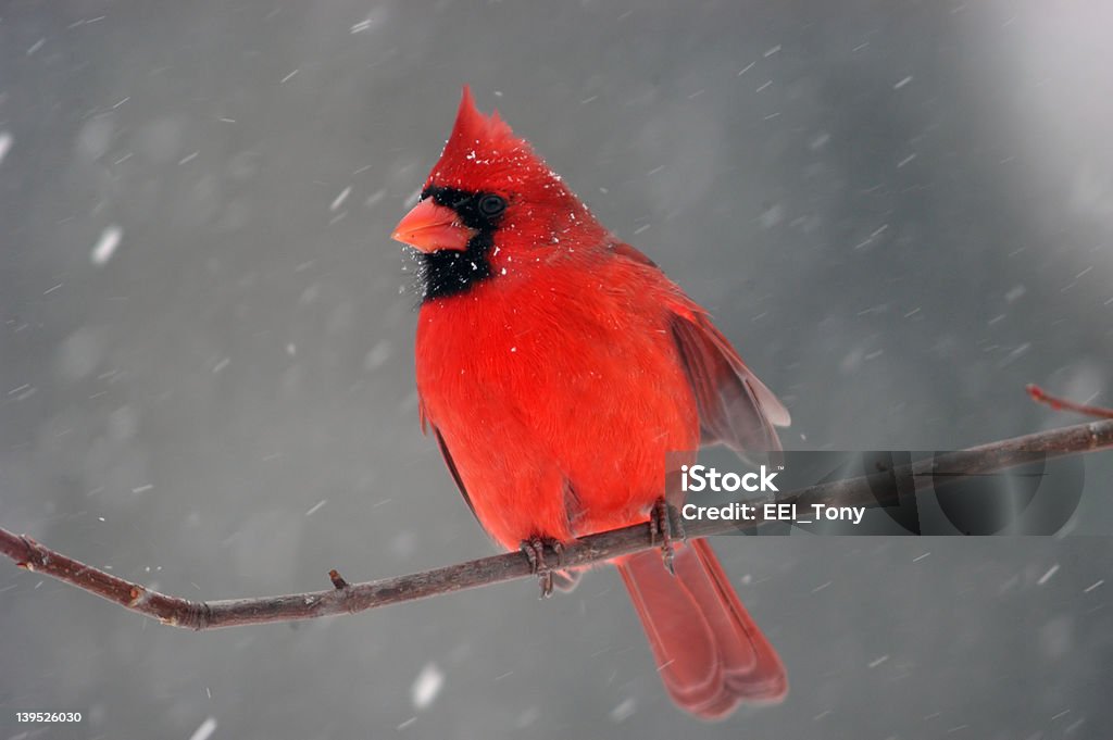 Cardinal in a snowstorm A northern cardinal perches on a branch during a snowstorm. Beak Stock Photo
