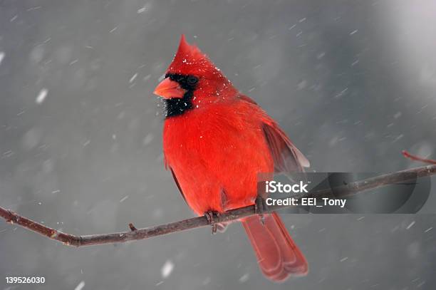 Cardinal In A Snowstorm Stock Photo - Download Image Now - Beak, Bird, Blizzard