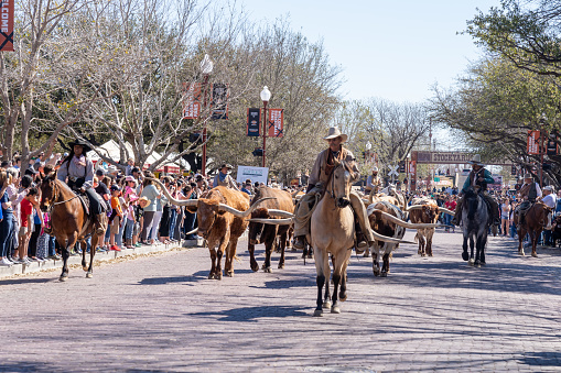 Fort Worth, Texas, USA - March 19, 2022: longhorn cattle drive at Fort Worth Stockyards in Fort Worth, Texas, USA. The Fort Worth Stockyards is a National Historic District.
