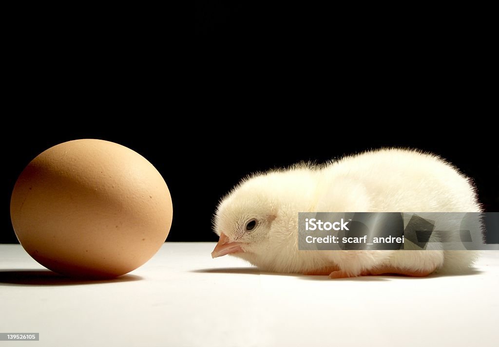 A pretty one Here is a pretty chicken who stand in the front of that egg. He wants to know what is in that egg, a sister or a brother. Animal Egg Stock Photo