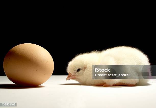 A Pretty One Stock Photo - Download Image Now - Animal Egg, Chicken - Bird, Child