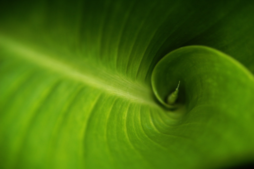 Fibonacci verde photo