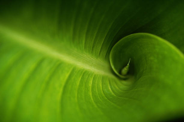 Fibonacci Green stock photo