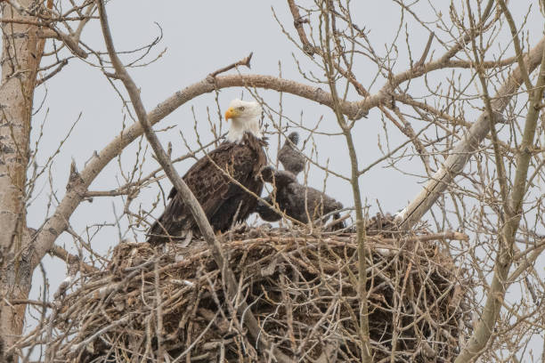 istock Bald Eagle nest with eaglets in rural Montana 1395262150