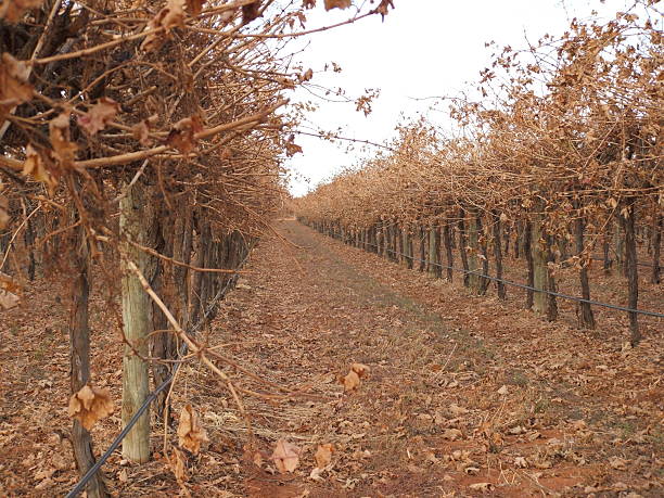istock Vineyards near Paringa 139526265
