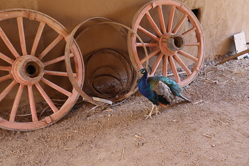 A male peacock struts by some wagon wheels that are leaning against an Adobe wall