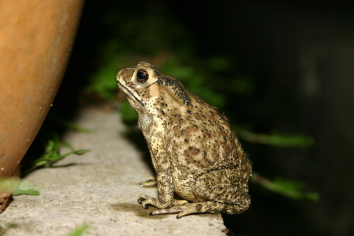 Depressed looking frog against a wall, sitting on a ledge. (note.taken at night with build-in flash)