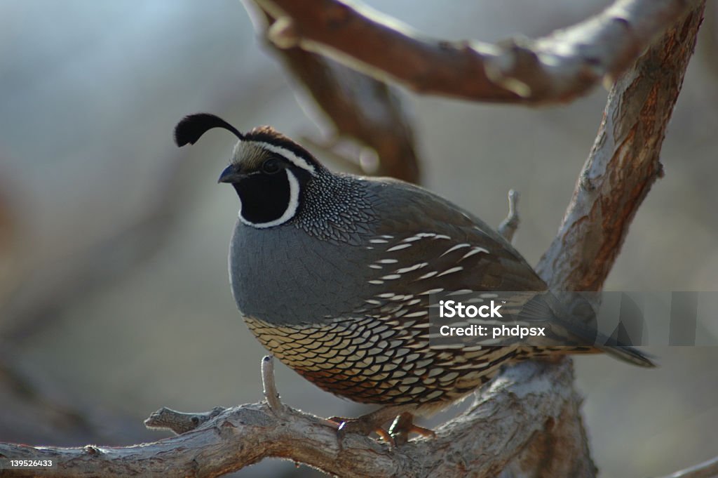 Codorna sentado em uma árvore - Foto de stock de Codorna - Ave de Caça royalty-free