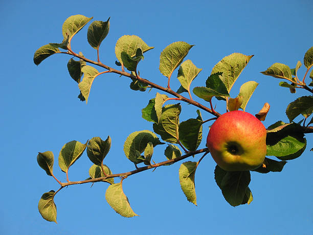 Apple Orchard 3 stock photo