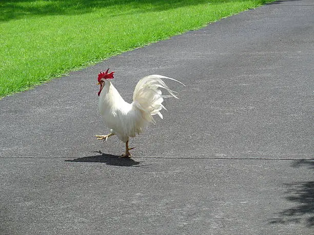 Photo of Prancing Rooster